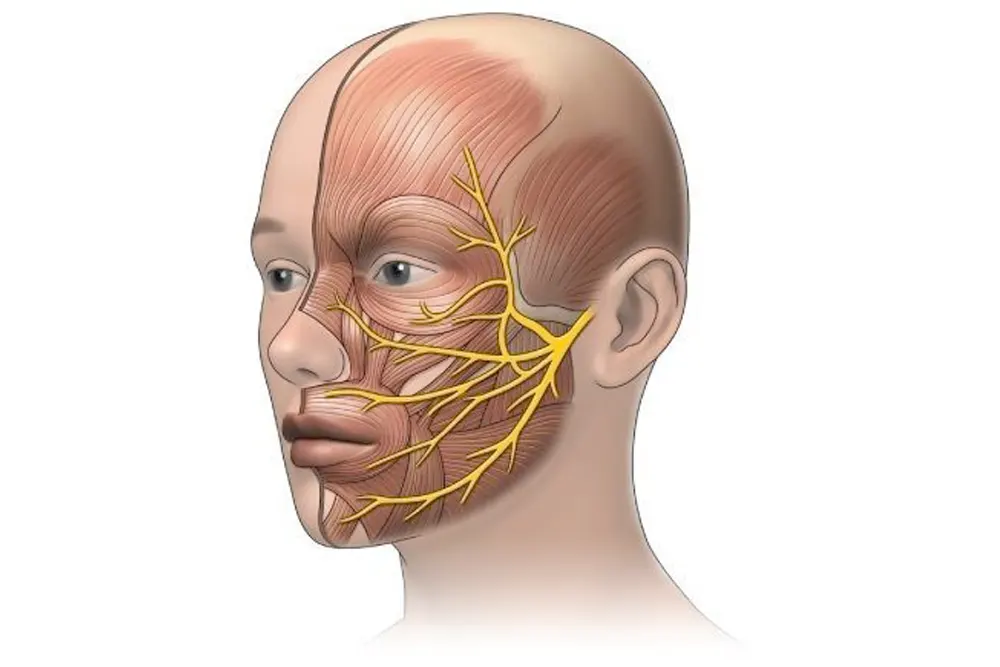 Kolmiknärv ja TMJL: funktsionaalsed seosed ja korrektsioon